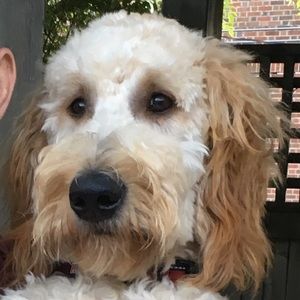 Meet your Posher, Chris